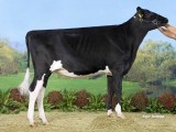 Kamp. Oud & Alg. Kamp.: Koarnwert Theodora 82, Mr Chassity Gold Chip, Mts. Bakker, Ginnum